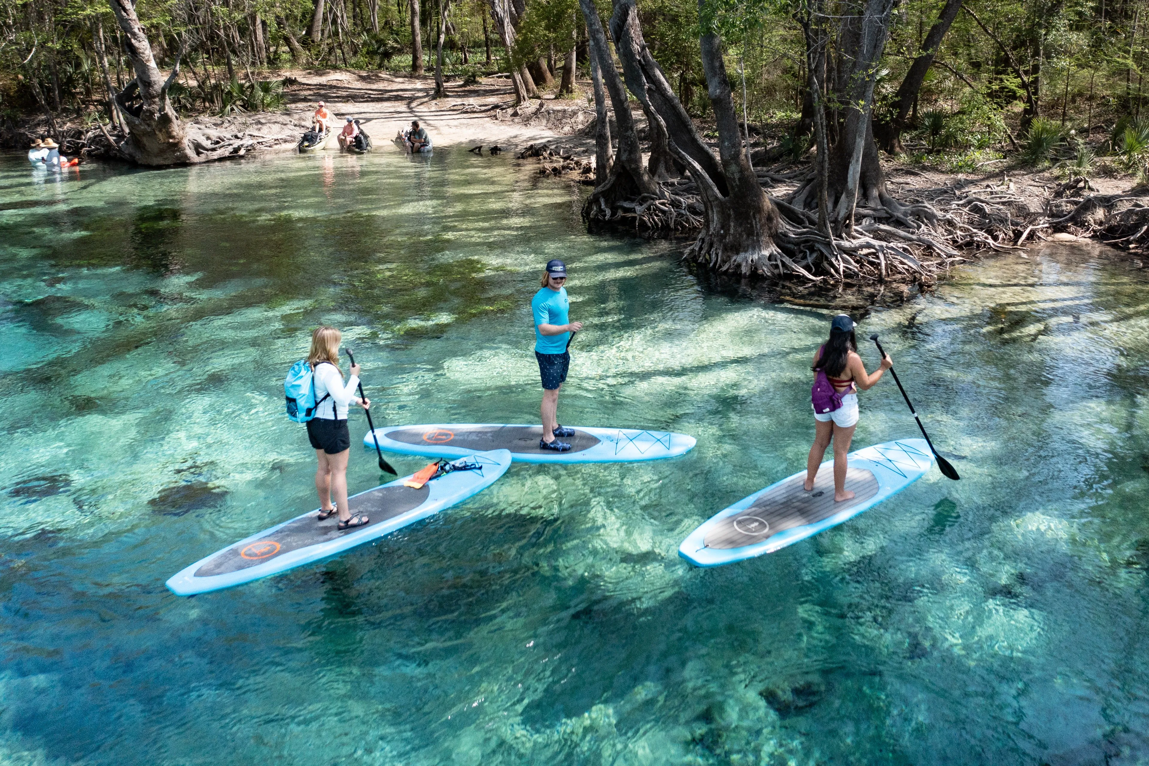 Three paddlers on paddleboards, one carrying a dry bag backpack, stand on crystal-clear water near a tangle of cypress roots